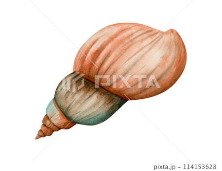 Spiral sea shell watercolor illustration isolated on white. Monochrome freshwater snail mollusk in orange and brown colors clipart for tropical ocean designs and nautical banners Spiral sea shell watercolor illustration isolated on white. Monochrome freshwater snail mollusk in orange and brown colors clipart for tropical ocean designs and nautical banners 114153628