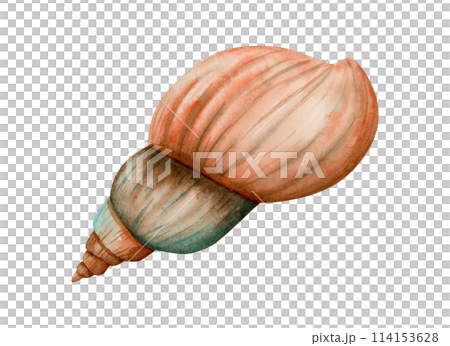 Spiral sea shell watercolor illustration isolated on white. Monochrome freshwater snail mollusk in orange and brown colors clipart for tropical ocean designs and nautical banners Spiral sea shell watercolor illustration isolated on white. Monochrome freshwater snail mollusk in orange and brown colors clipart for tropical ocean designs and nautical banners 114153628