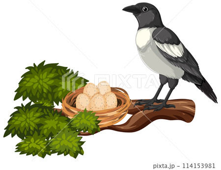 Magpie Standing Beside Nest with Eggs Magpie Standing Beside Nest with Eggs 114153981