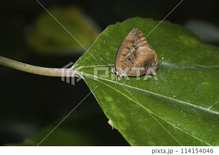 ムラサキツバメ ムラサキツバメ 114154046