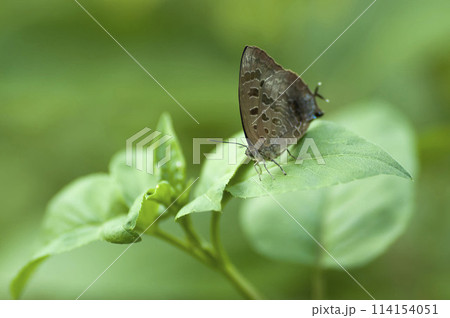 ムラサキツバメ ムラサキツバメ 114154051