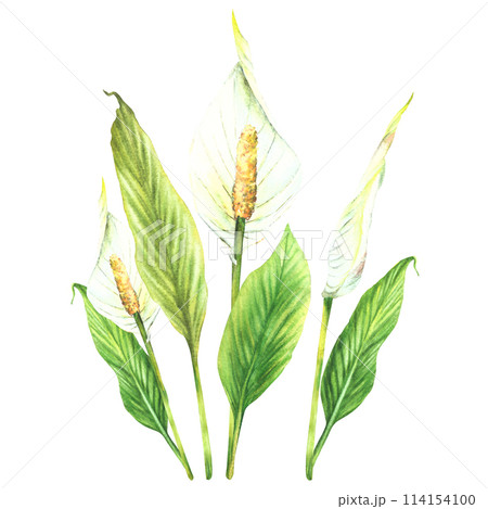 Anthurium plant bouquet, tropic leaves, bud, white flowers, house plants, flamingo flowers, exotic tropical foliage. Clipart for card print .Watercolor hand drawn illustration. Isolated background.  114154100