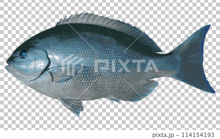 体高のある大型オナガメジナの美しい魚体をイラスト風にレタッチ加工した切り抜き画像。 114154193