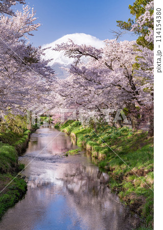 《山梨県》富士山と桜満開の新名庄川・忍野村 114154380