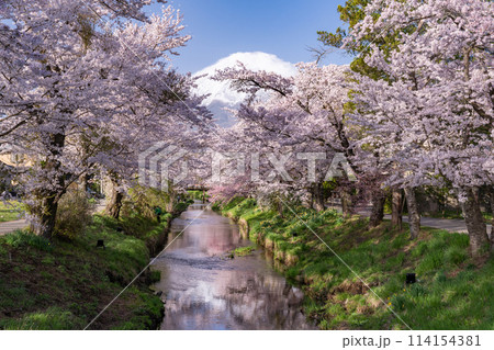 《山梨県》富士山と桜満開の新名庄川・忍野村 《山梨県》富士山と桜満開の新名庄川・忍野村 114154381