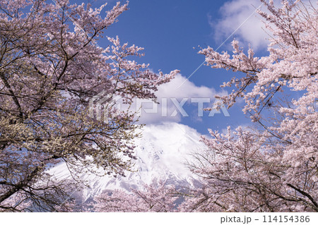 《山梨県》富士山と桜満開の新名庄川・忍野村 114154386