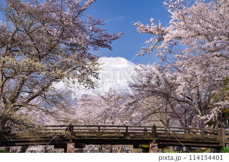 《山梨県》富士山と桜満開の新名庄川・忍野村 114154401