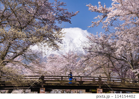 《山梨県》富士山と桜満開の新名庄川・忍野村 114154402