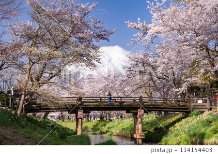 《山梨県》富士山と桜満開の新名庄川・忍野村 《山梨県》富士山と桜満開の新名庄川・忍野村 114154403