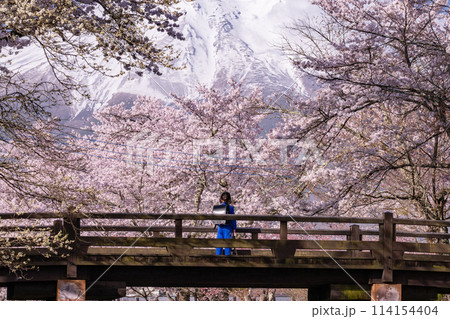 《山梨県》富士山と桜満開の新名庄川・忍野村 114154404