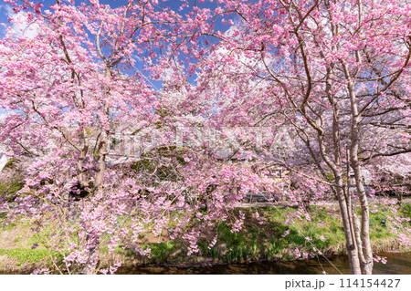 《山梨県》桜満開の新名庄川・忍野村 114154427