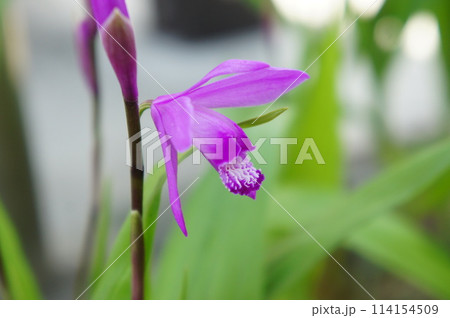 紫蘭の花 紫蘭の花 114154509