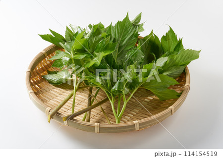 あしたば　白背景 114154519