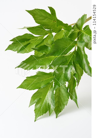 あしたば　白背景 114154529