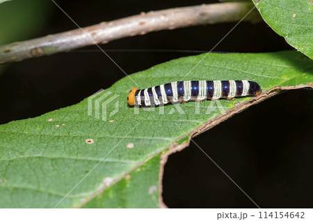 アオバセセリの幼虫 114154642