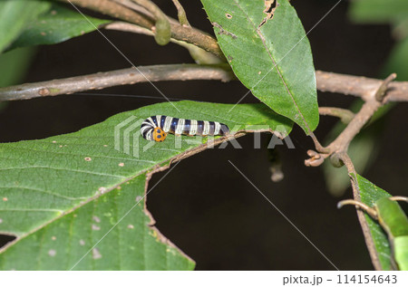 アオバセセリの幼虫 アオバセセリの幼虫 114154643