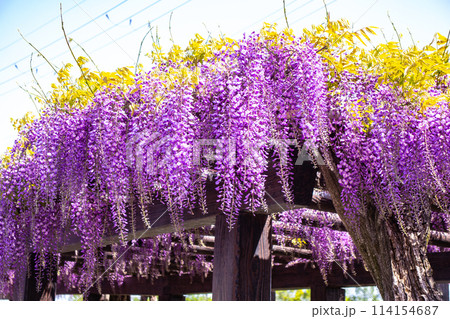 【京都風景】気品のある紫の花 鳥羽の藤 【京都風景】気品のある紫の花 鳥羽の藤 114154687