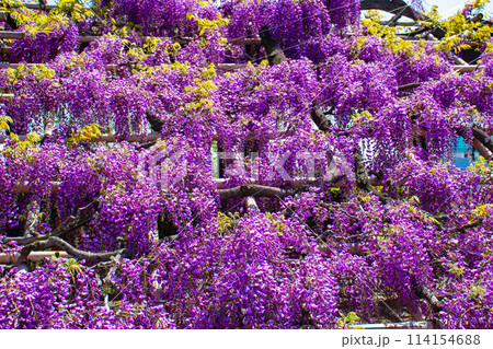 【京都風景】気品のある紫の花 鳥羽の藤 【京都風景】気品のある紫の花 鳥羽の藤 114154688