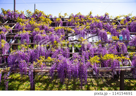 【京都風景】気品のある紫の花 鳥羽の藤 【京都風景】気品のある紫の花 鳥羽の藤 114154691