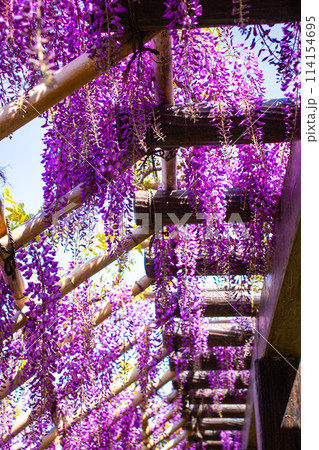 【京都風景】気品のある紫の花 鳥羽の藤 【京都風景】気品のある紫の花 鳥羽の藤 114154695