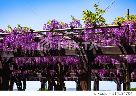 【京都風景】気品のある紫の花　鳥羽の藤 114154704
