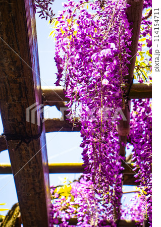 【京都風景】気品のある紫の花　鳥羽の藤 114154711