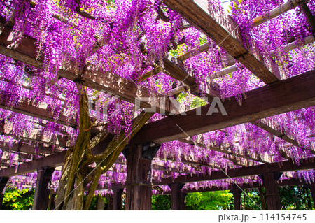 【京都風景】気品のある紫の花　鳥羽の藤 114154745