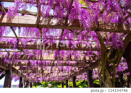【京都風景】気品のある紫の花　鳥羽の藤 114154746