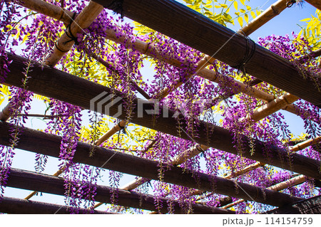 【京都風景】気品のある紫の花 鳥羽の藤 【京都風景】気品のある紫の花 鳥羽の藤 114154759