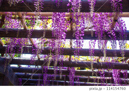 【京都風景】気品のある紫の花　鳥羽の藤 114154760