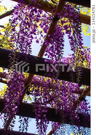 【京都風景】気品のある紫の花　鳥羽の藤 114154761