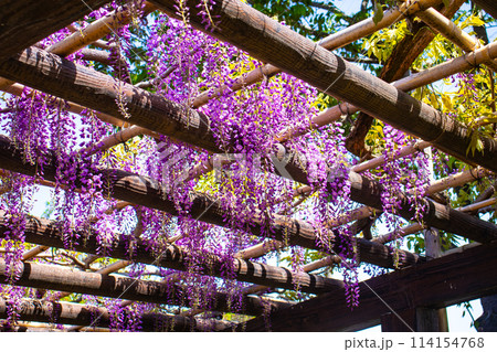 【京都風景】気品のある紫の花 鳥羽の藤 【京都風景】気品のある紫の花 鳥羽の藤 114154768