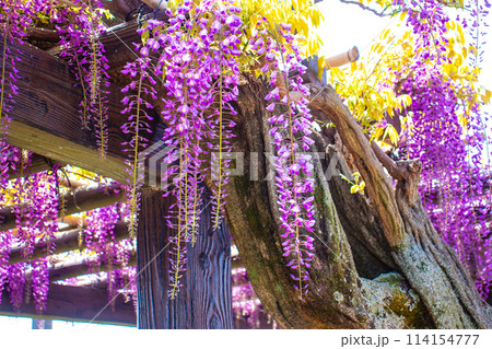 【京都風景】気品のある紫の花 鳥羽の藤 【京都風景】気品のある紫の花 鳥羽の藤 114154777