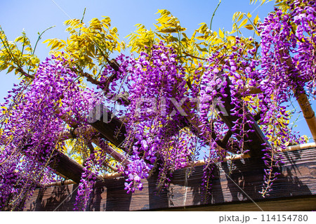 【京都風景】気品のある紫の花　鳥羽の藤 114154780