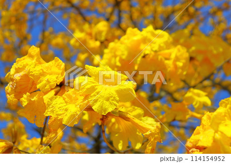 イペの木 黄色い花 青空 イペの木 黄色い花 青空 114154952
