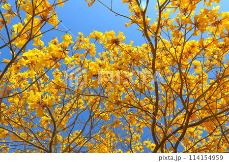 イペの木 黄色い花 青空 イペの木 黄色い花 青空 114154959