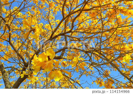 イペの木　黄色い花　青空 114154966