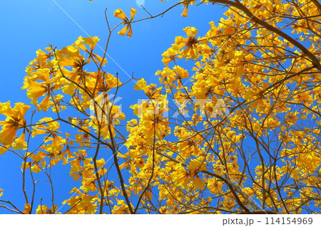 イペの木　黄色い花　青空 114154969
