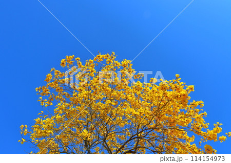 イペの木 黄色い花 青空 イペの木 黄色い花 青空 114154973