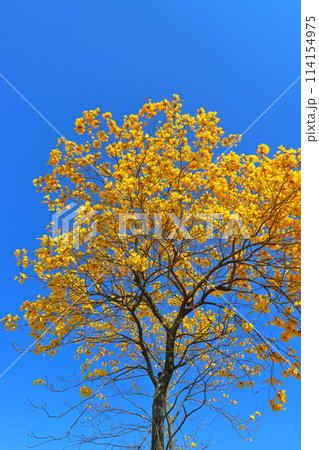 イペの木 黄色い花 青空 イペの木 黄色い花 青空 114154975