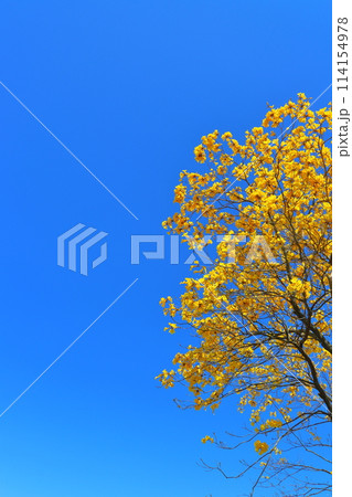 イペの木　黄色い花　青空 114154978