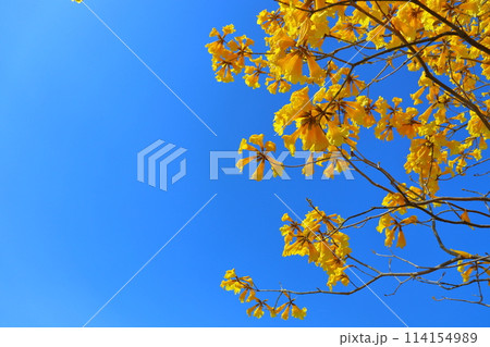 イペの木　黄色い花　青空 114154989