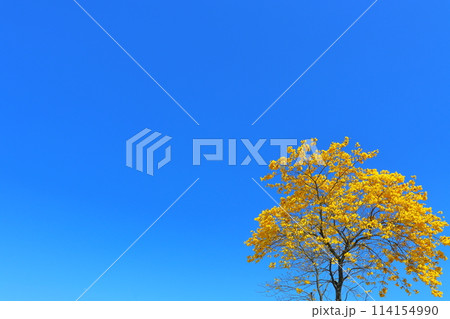 イペの木 黄色い花 青空 イペの木 黄色い花 青空 114154990