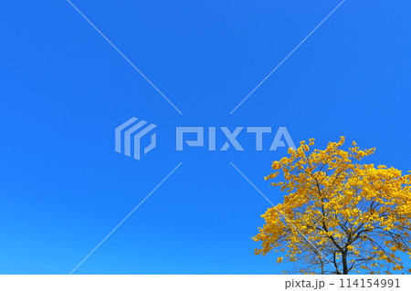 イペの木　黄色い花　青空 114154991