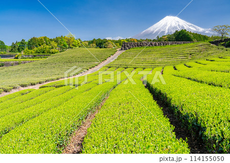 《静岡県》富士山と茶畑の風景 114155050