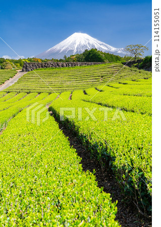 《静岡県》富士山と茶畑の風景 114155051