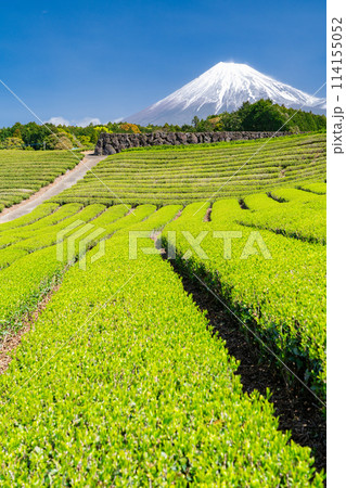 《静岡県》富士山と茶畑の風景 114155052