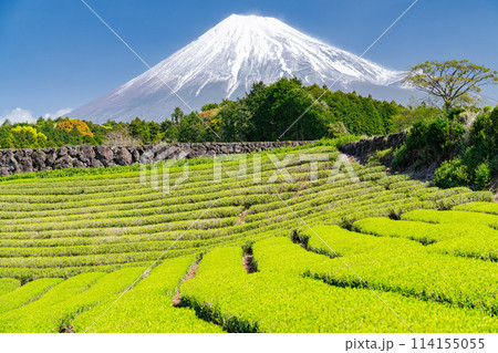 《静岡県》富士山と茶畑の風景 114155055