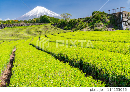 《静岡県》富士山と茶畑の風景 114155056