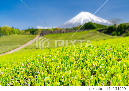 《静岡県》富士山と茶畑の風景 114155060
